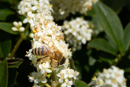 一只蜜蜂在阳光下的白色花冠上的特写镜头