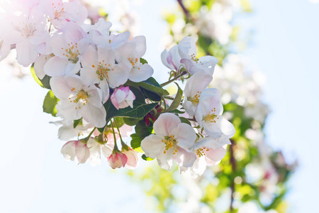 春季开花苹果树特写