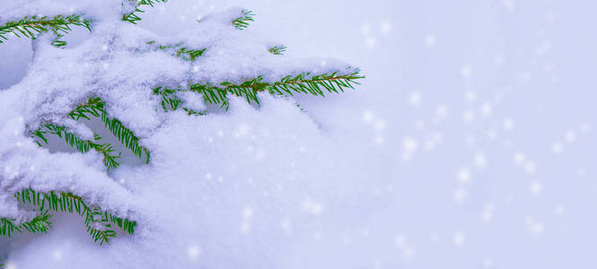  Frozen winter forest with snow covered trees.