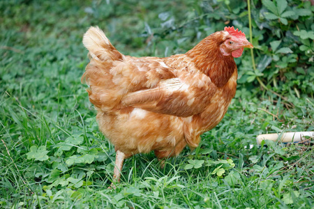 Free range chicken gathering 