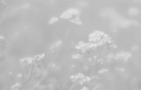 浅灰色调的小花背景图片