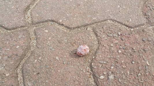 Ginkgo Biloba nuts on  paved red brick floor 