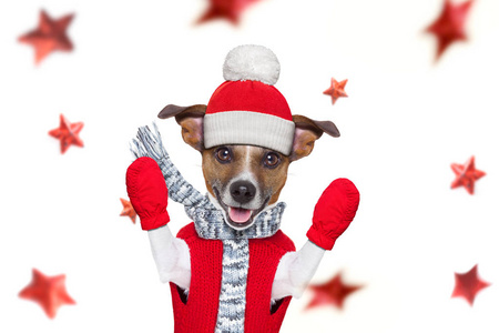 christmas santa claus dog 