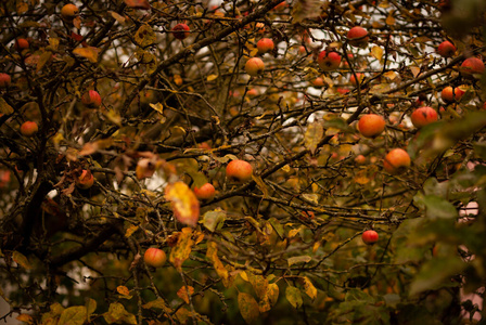 树上成熟的红苹果