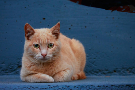 黄色的猫，绿色的眼睛躺在蓝色的长椅上