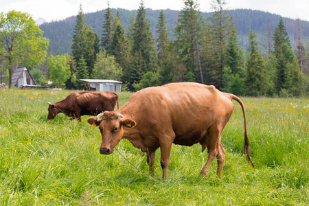 棕色奶牛在山附近的绿色牧场上吃草。草地上的奶牛。农村成分。