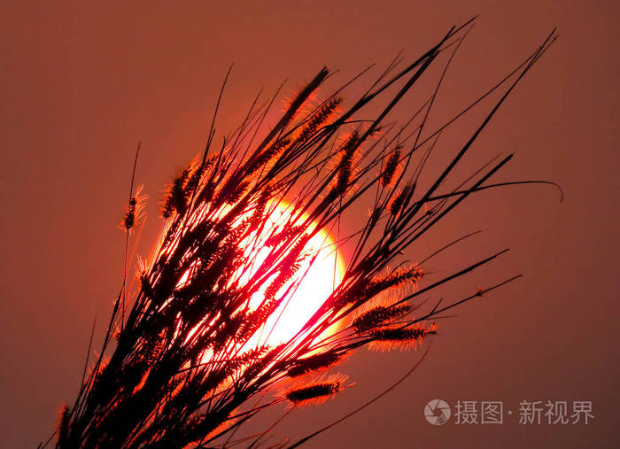 夕阳下的大自然野花