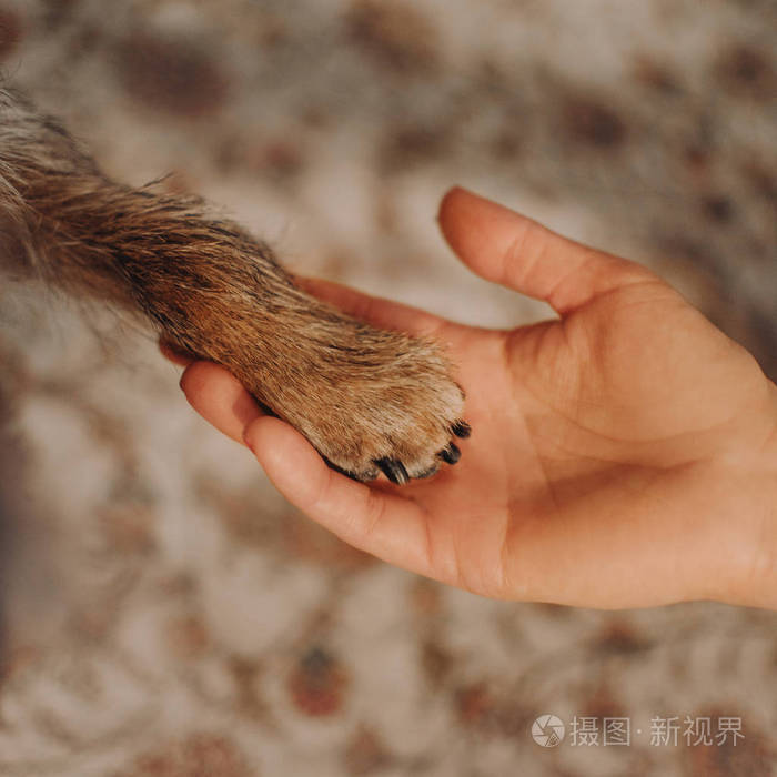 狗爪在主人手中的特写镜头