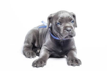 little puppy dog of breed canecorso on a white background in iso