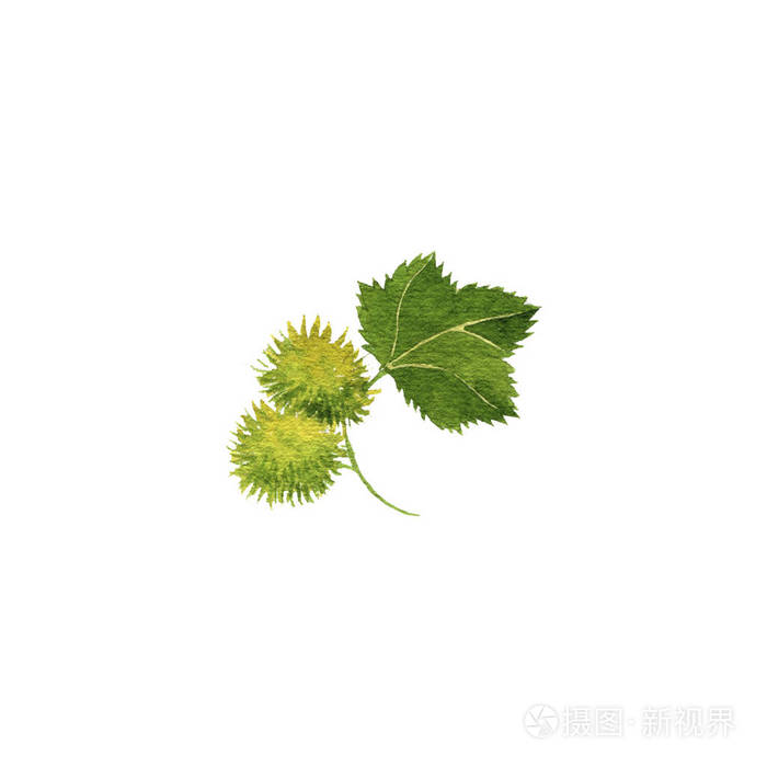 苍耳插画图片