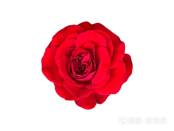 白色背景上孤立的红玫瑰的俯视图