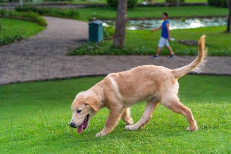大眼睛小狗图片