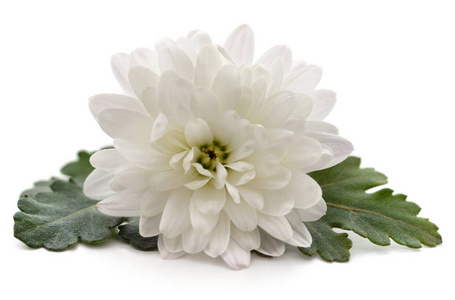 孤立的白菊花图片