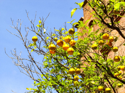 蓝无云的天空前长着柠檬的树