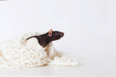 可爱的家鼠在白色针织板上。新年的象征