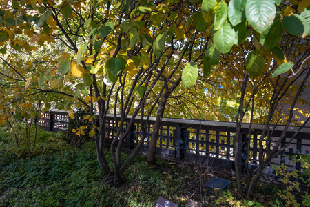 曼哈顿市中心切尔西公园的秋天树叶颜色
