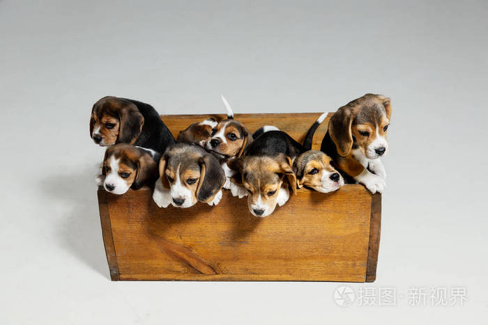白色摄影棚背景上的比格犬小狗摄影棚照片 正版商用图片26i0qh 摄图新视界