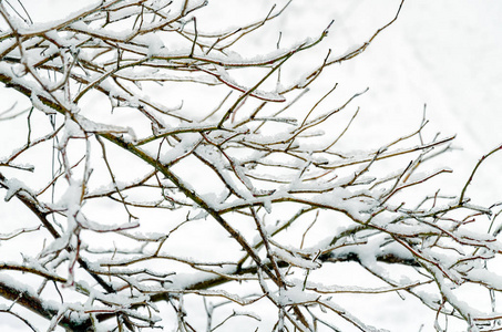 冬秋的一天，公园里的树枝被冰雪覆盖着