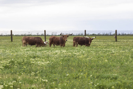 棕色水牛在春天的草原上吃草