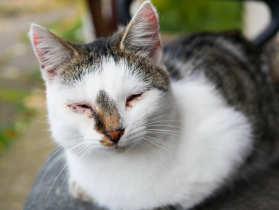 被遗弃的病猫。带着不安的眼神。被遗弃的猫。被遗弃的哭闹猫