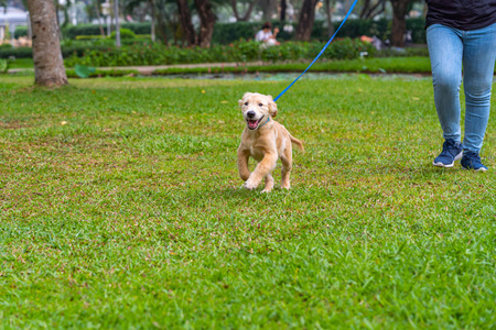 Cute golden puppy wearing dog leash walking in the park 