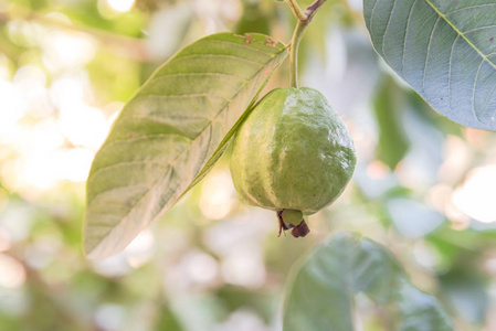 夏天 植物 农业 家宅 维生素 素食主义者 自然 越南 屋顶