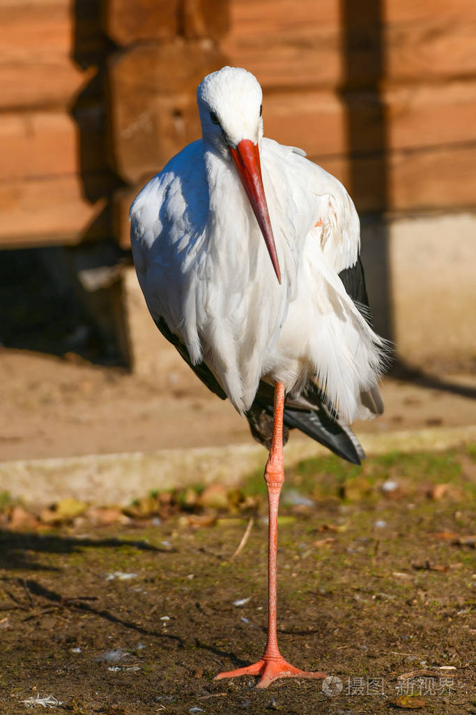 鹳鸟单腿站立在晴朗的天气里红喙
