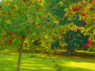 红色的罗文红浆果和橙色的罗文树叶是秋天树枝上美丽的放大视图，有着博克的效果。