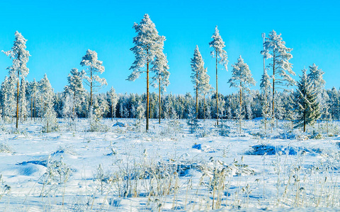 乡村的雪林冬季罗瓦涅米反射