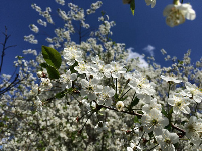 植物区系 植物 美丽的 自然 春天 美女 天空 季节 分支