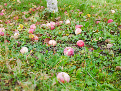 关闭了苹果草地上丢弃的苹果.苹果没有收获.农业关闭了.写作的地方.