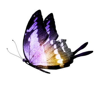 夏天 生物学 庆祝 翅膀 艺术 飞行 飞蛾 动物 航班 美丽的
