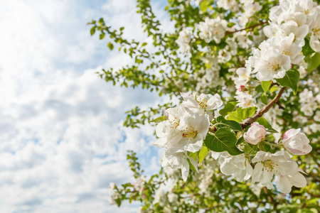 春季开花苹果树特写