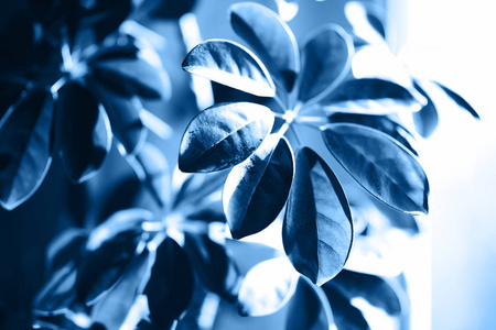 植物色调蓝色照片图片