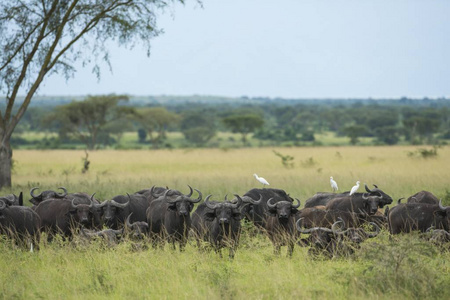 非洲 哺乳动物 共生 储备 动物 自然 乌干达 风景 反刍动物