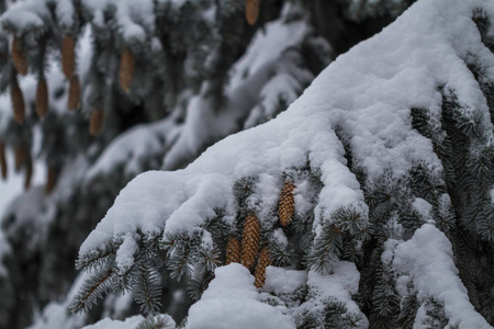 雪覆盖的冷杉树枝，冬天在城市公园里