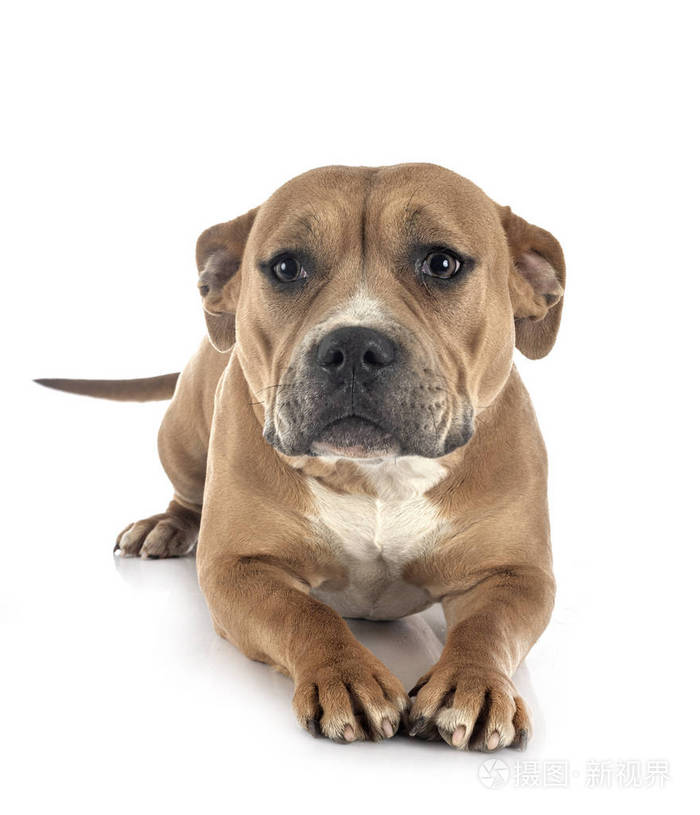 斯塔福郡斗牛梗