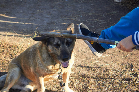 狗带来了棍子虐待宠物.那条狗被棍子和腿打了.照片