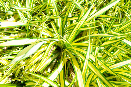 green tree on white background.  