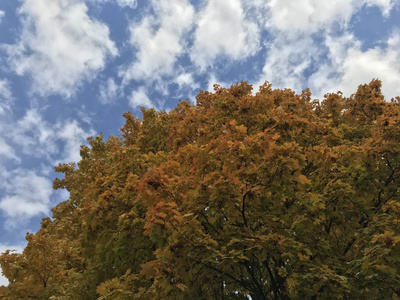 森林 季节 秋天 公园 树叶 颜色 植物 自然 风景 天空