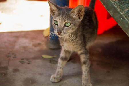 哺乳动物 可爱的 自然 宠物 猫科动物 小猫 美丽的 动物