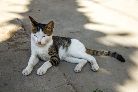 小猫 可爱的 美丽的 自然 斑猫 基蒂 面对 可爱极了 哺乳动物