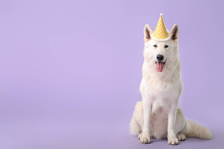 可爱有趣的狗，彩色背景上有派对帽