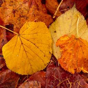 树叶 公园 美丽的 秋天 花园 十月 纹理 风景 枫树 特写镜头