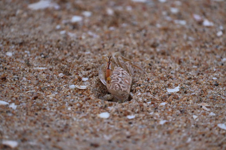 鬼螃蟹开了海滩。螃蟹沙滩特写。沙滩上可爱的螃蟹。沙滩螃蟹