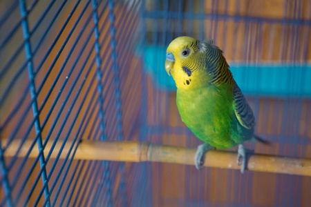 鹦鹉。绿色波浪鹦鹉坐在笼子里。笼中红脸的爱鸟鹦鹉。鸟离不开。笼子里的鹦鹉。鸟笼里的鹦鹉。鹦鹉
