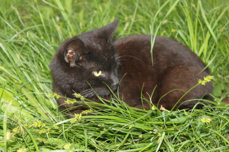 黑猫躺在草地上，背景