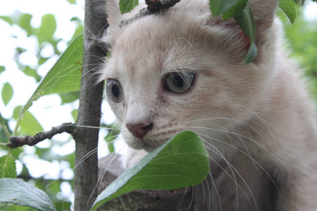 美丽的猫，野外的宠物