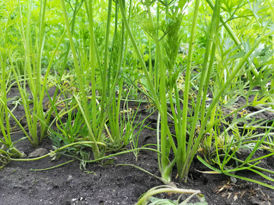 花园里种胡萝卜。植物的绿色茎从地上长出来