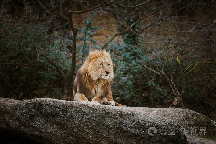 在瑞士巴塞尔动物园一只成年雄性红狮在冬天阴天躺在石头上休息